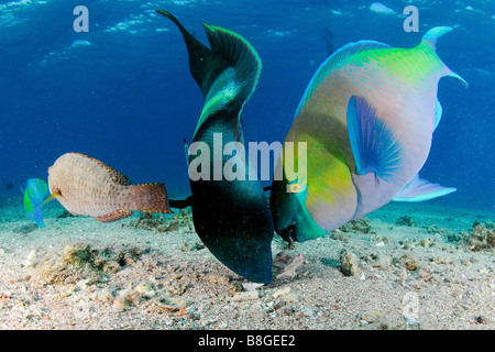 ein Beginn Lippfische Cheilinus Undulatus und ein Rusty Papageienfisch Scarus Ferrugineus in einem Rausch des Essens Stockfoto