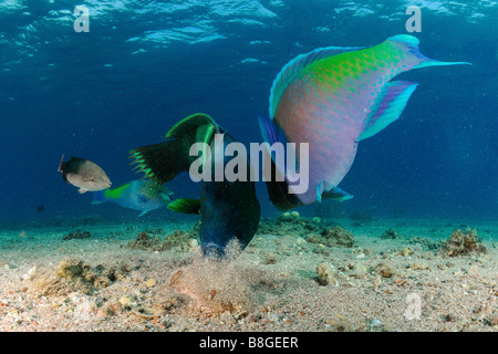 ein Beginn Lippfische Cheilinus Undulatus und ein Rusty Papageienfisch Scarus Ferrugineus in einem Rausch des Essens Stockfoto