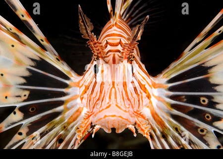 Israel Eilat Red Sea Unterwasser Foto von einer radialen Rotfeuerfisch Pterois Radiata Nahaufnahme von Kopf und Gesicht Stockfoto