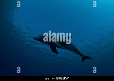 Israel Eilat Schilfmeer Unterwasserfoto von Marco einen drei Jahre alten Delfin lebt am Korallenriff Stockfoto
