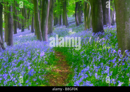 Weiches Fokusbild eines Weges durch Bluebells und Buchen in Priors Wood bei Portbury, North Somerset, England. Stockfoto