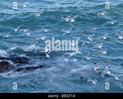 Herde von Silbermöwen, Larus Argentatus schwebt über dem Meer, wie es gegen Felsen abgestürzt Stockfoto