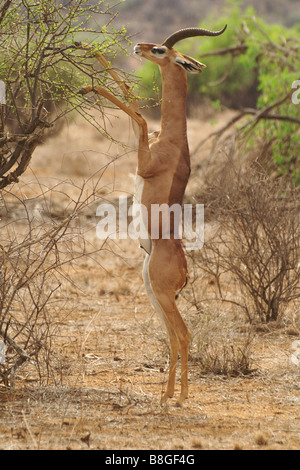 Männliche Gerenuk stehend auf Hinterbeinen, Akazie, Samburu, Kenia zu durchsuchen Stockfoto
