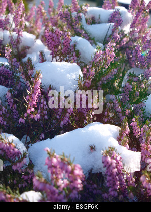 Rosa Heidekraut unter Schnee schmelzen Stockfoto