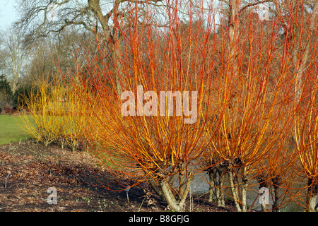 SALIX ALBA VITELLINA YELVERTON BEI RHS WISLEY GARDEN UK Stockfoto