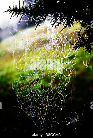 Ein großes Spinnennetz bedeckt im frühen Morgentau. New Forest, Hampshire, UK. Stockfoto