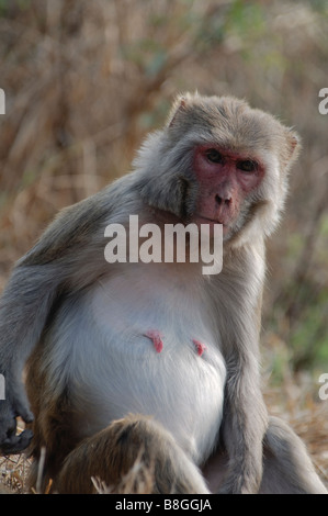 Felmale Rhesus Makake Macaca Mulatta sitzen Stockfoto