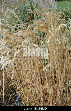 STIPA CALAMAGROSTIS WÄHREND DES WINTERS AN DER RHS WISLEY GARDEN UK Stockfoto