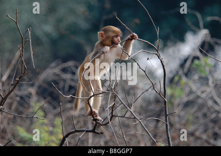 Baby Rhesus Makake Macaca mulatta Stockfoto