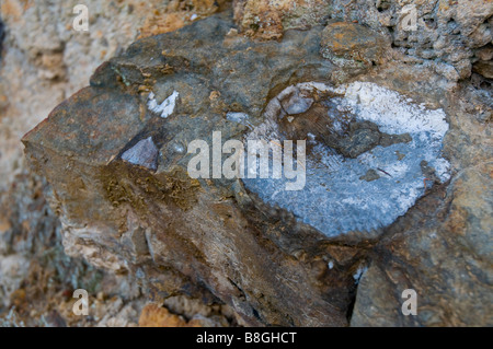 Eine versteinerte Austernschale in Felsen 600 Meter über dem Meeresspiegel am Mount Wellington in Tasmanien Australien Stockfoto