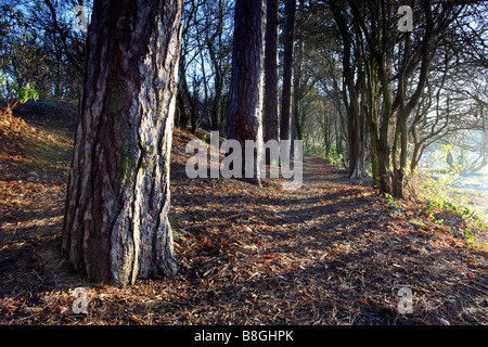 Reihe von Bäumen in Shipley Country Park Derbyshire England Stockfoto