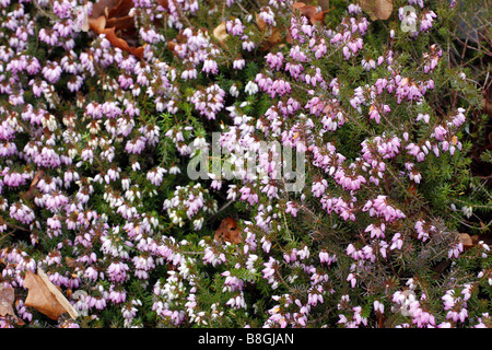 ERICA CARNEA WINTER BEAUTY Stockfoto