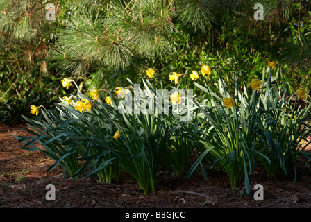 Narzissen eingebürgert in Wäldern, Hampshire, England Stockfoto