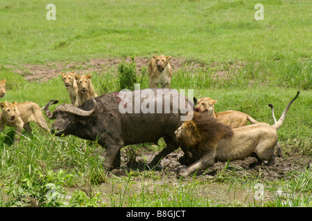 Stolz der Löwen Angriff auf einen Kaffernbüffel im Sumpf, Masai Mara, Kenia Stockfoto