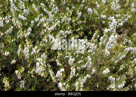 ERICA X DARLEYENSIS WEIßE PERFEKTION AGM Stockfoto