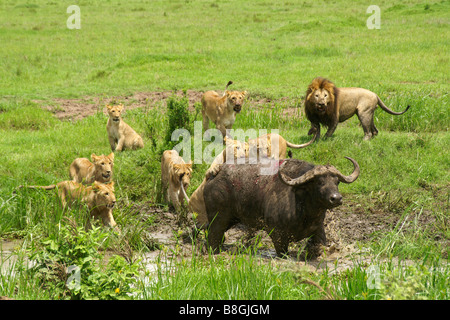 Stolz der Löwen Angriff auf einen Kaffernbüffel im Sumpf, Masai Mara, Kenia Stockfoto