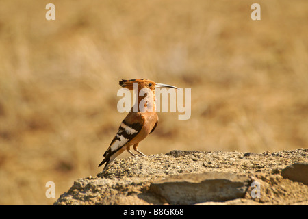 Afrikanische Wiedehopf, Kenia Stockfoto