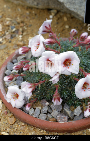 SAXIFRAGA X IRVINGII DOBRUŠKA Stockfoto