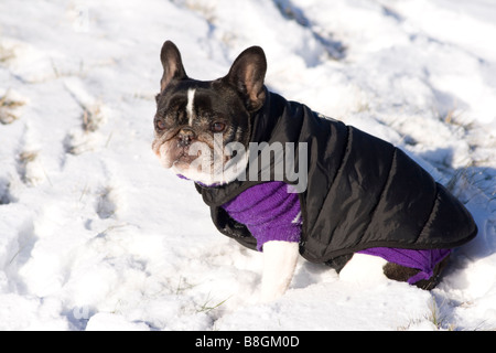 Französische Bulldogge mit Mantel im Schnee Stockfoto