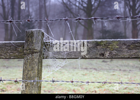 Spinnen Cob Web auf einem Zaun bedeckt in frost Stockfoto