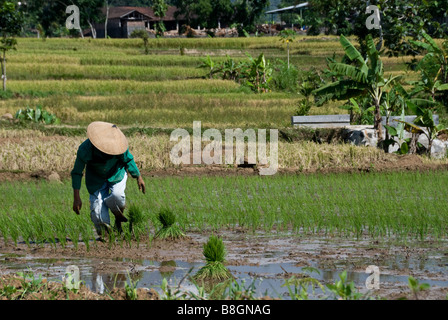 Frau mit konischen Hut im Reisfeld in der Nähe von Solo in Java, Indonesien Stockfoto