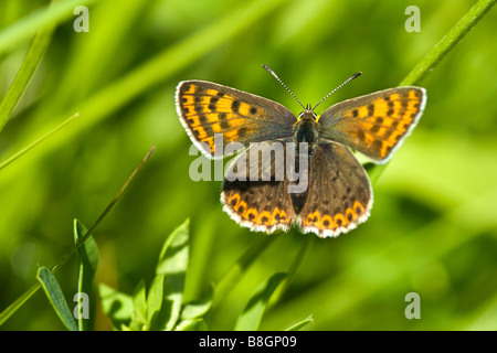 Rußiger Kupfer - Lycaena tityrus Stockfoto