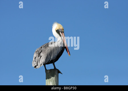 Porträt eines braunen Pelikans, der auf einem Holzstapel in der Sonne in Florida steht. Stockfoto