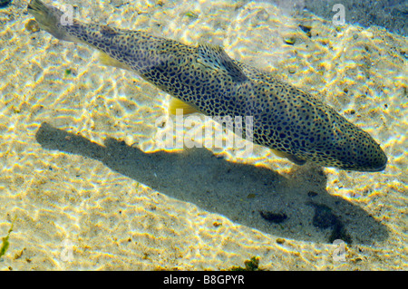 Bachforelle "Salmo Trutta" Schwimmen im Wasser über Sandboden mit Sonnenlicht Reflexionen Stockfoto