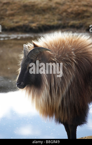 Männliche Tahr Hemitragus Jemlahicus Deer Park Heights Queenstown Neuseeland Südinsel Stockfoto