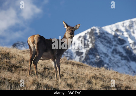 Rothirsch Cervus Elaphus und The Remarkables Deer Park Heights Queenstown Neuseeland Südinsel Stockfoto