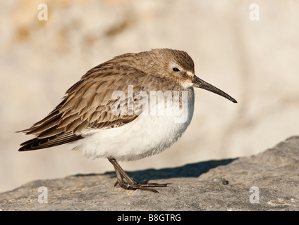 Alpenstrandläufer im Winterkleid Stockfoto