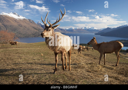Rothirsch Cervus Elaphus Deer Park Heights Queenstown Neuseeland Südinsel Stockfoto