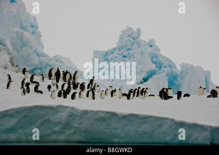 Adelie und Kaiser Pinguine, Bucht der Wale, Ross-Meer, Antarktis. Stockfoto