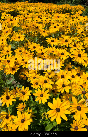 Einen großen Patch von hellen gelben Margeriten (Rudbeckia). Stockfoto