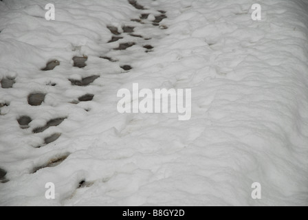 Spuren im frischen Schnee Stockfoto