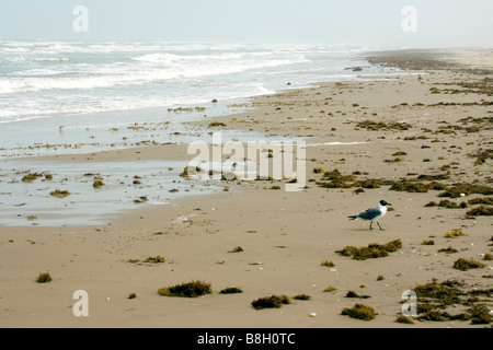 Strand auf South Padre Island Texas Vereinigte Staaten von Amerika Stockfoto