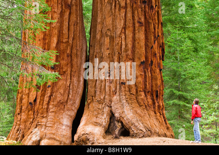 Giant Sequoias Sequoiadendron Giganteum und Wanderer Trail of 100 Riesen Giant Sequoia National Monument California Stockfoto