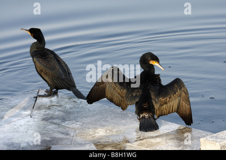 Zwei große schwarze Kormorane trocknen ihre Flügel am See (Phalacrocorax Carbo) Stockfoto