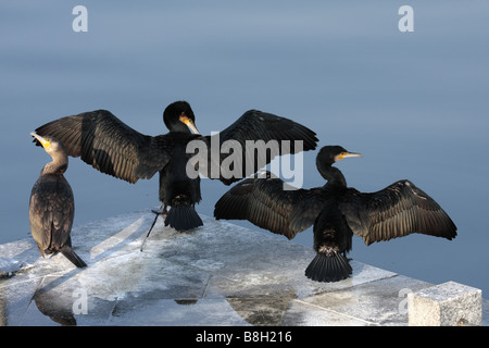 Drei große schwarze Kormorane trocknen ihre Flügel am See (Phalacrocorax Carbo) Stockfoto