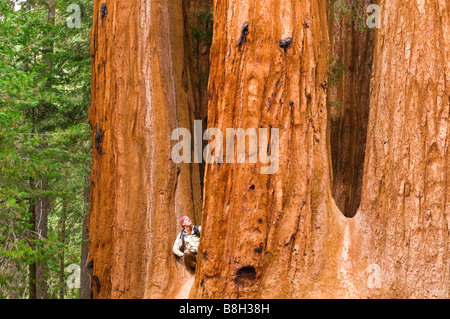 Giant Sequoias Sequoiadendron Giganteum und Wanderer Trail of 100 Riesen Giant Sequoia National Monument California Stockfoto