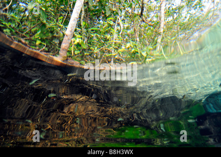 Split-Bild von der üppigen Vegetation, die oben und unten Wasser Sucuri Fluss Bonito Mato Grosso do Sul Brasilien Stockfoto