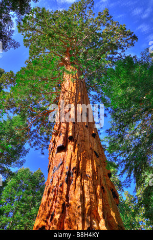 Giant Sequoias Sequoiadendron Giganteum Trail 100 Riesen Giant Sequoia National Monument Kalifornien Stockfoto