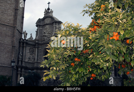 Orangenbaum und eine Kathedrale Stockfoto
