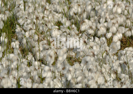 Gemeinsamen Wollgras Wollgras Angustifolium Marloes bloße Pembrokeshire Wales UK Europe Stockfoto