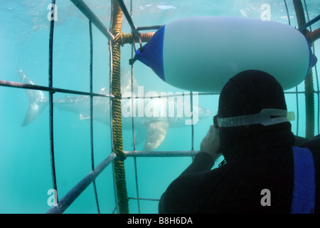 Unterwasser Foto von einem weißen Hai, dass schwimmt durch den Käfig am Sharkdive in Gansbaai in Südafrika, während einen Käfig Taucher nimmt ein Foto Stockfoto