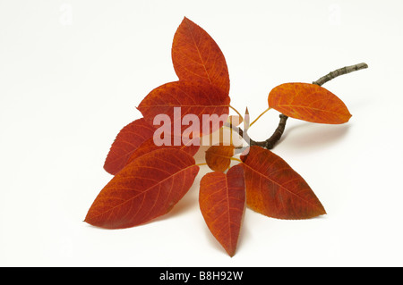 Allegheny Elsbeere, glatte Shadbush (Amelanchier Laevis), Zweig mit Blättern im Herbst Farben, Studio Bild Stockfoto