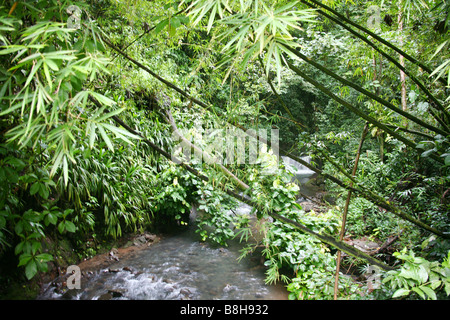 Einen Fluss in den Dschungel des Morne Trois Pitons National Park auf der karibischen Insel Dominica Stockfoto