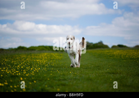 Bearded Collie läuft durch eine Wiese Stockfoto