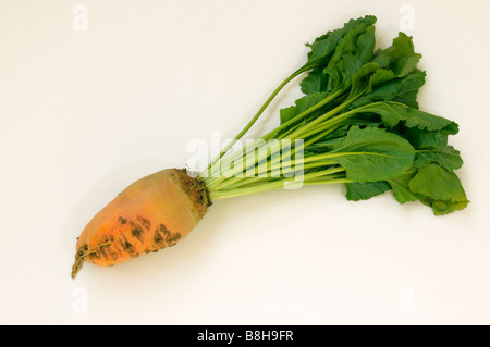 Mangelwurzel (Beta Vulgaris Subspecies Vulgaris var. Crassa) geernteten Rüben mit Blättern, Studio Bild Stockfoto