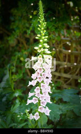 Gemeinsamer Name: Fingerhut lateinischer Name: Digitalis Stockfoto